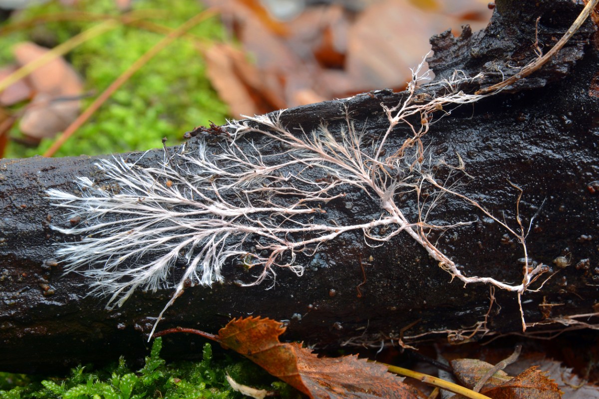 Mycelia-spread-across-a-dead-tree-amongst-leaf-litter.