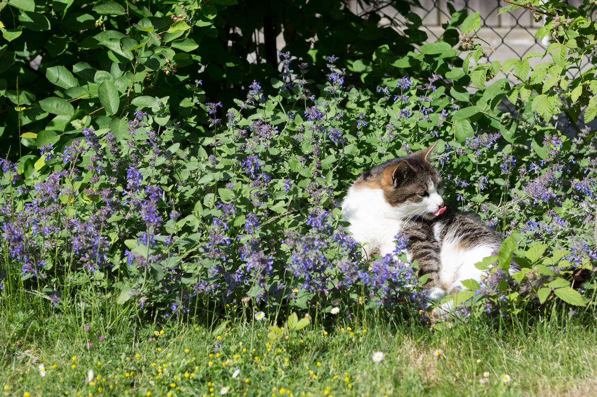 A white and brown tabby cat sitting among flowering catnip plants.