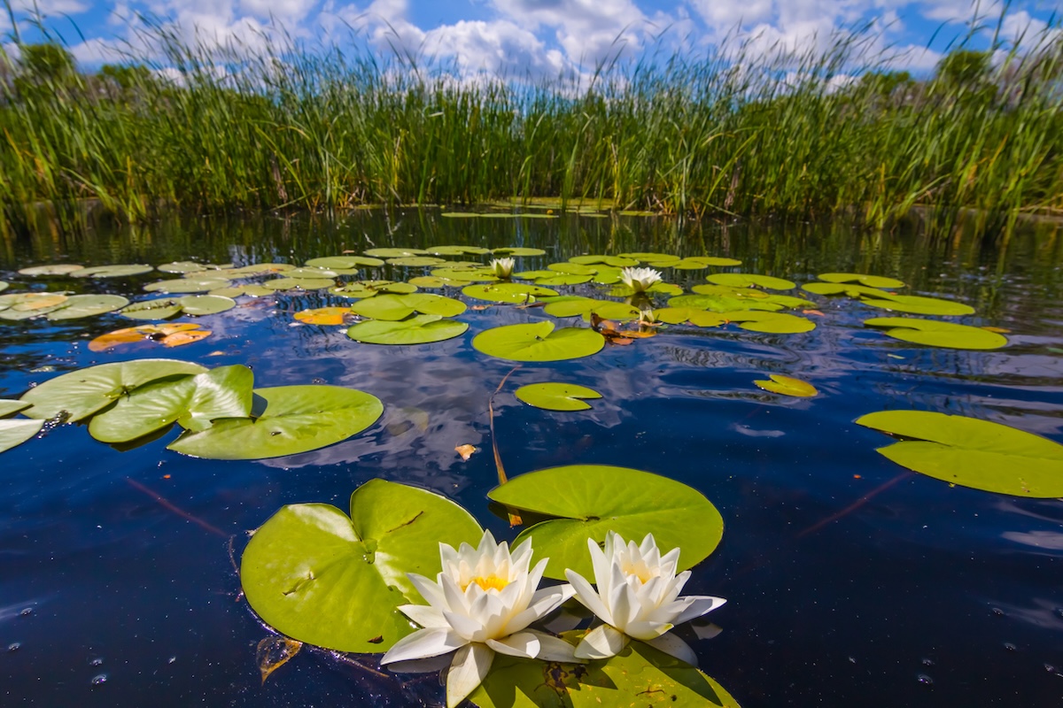 Lily pads and marsh grass on edge of natural pool.