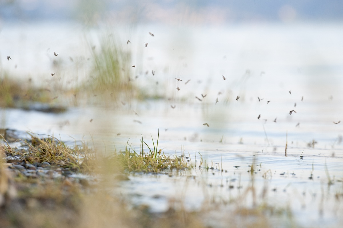 Mosquitos hovering marshy water.