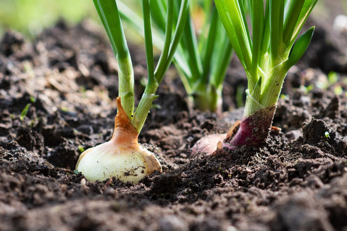 Onion grows from the ground.
