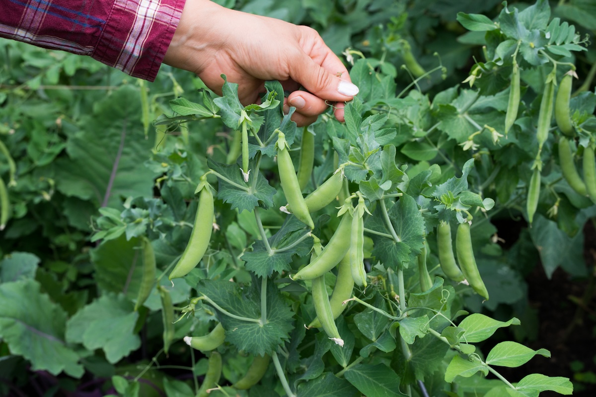 Sugar snap peas being picked.