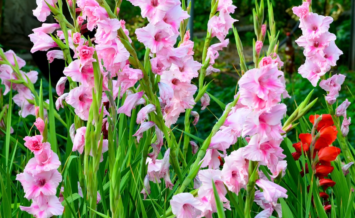 Tall pink and red gladiolus flowers growing outdoors