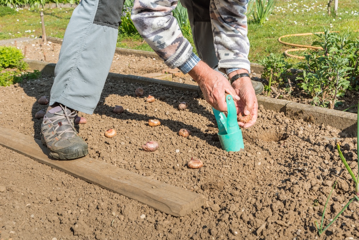 A gardener planting gladiolus bulbs in a freshly tilled garden bed.