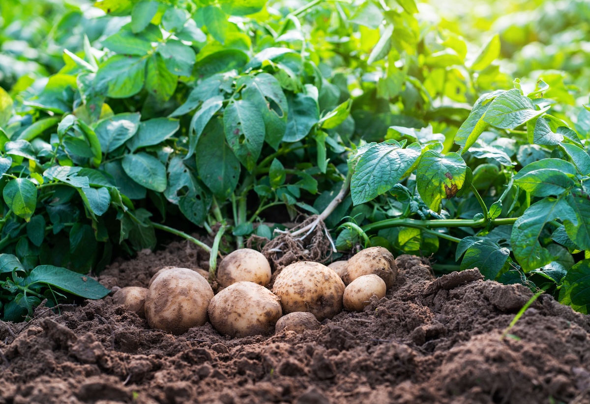 Potatoes in garden row.