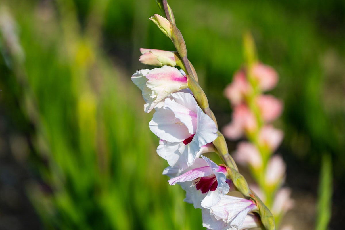 White gladiolus flowers with purple streaks on a tall stalk. 