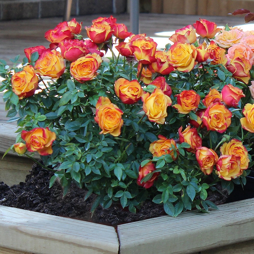Rainbows End miniature rose bush in a home flower bed.