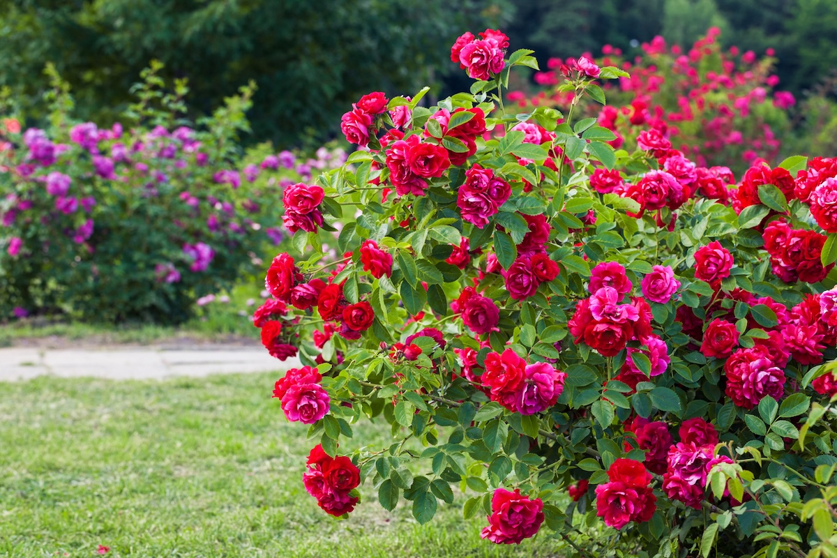 Roses bush on garden landscape.