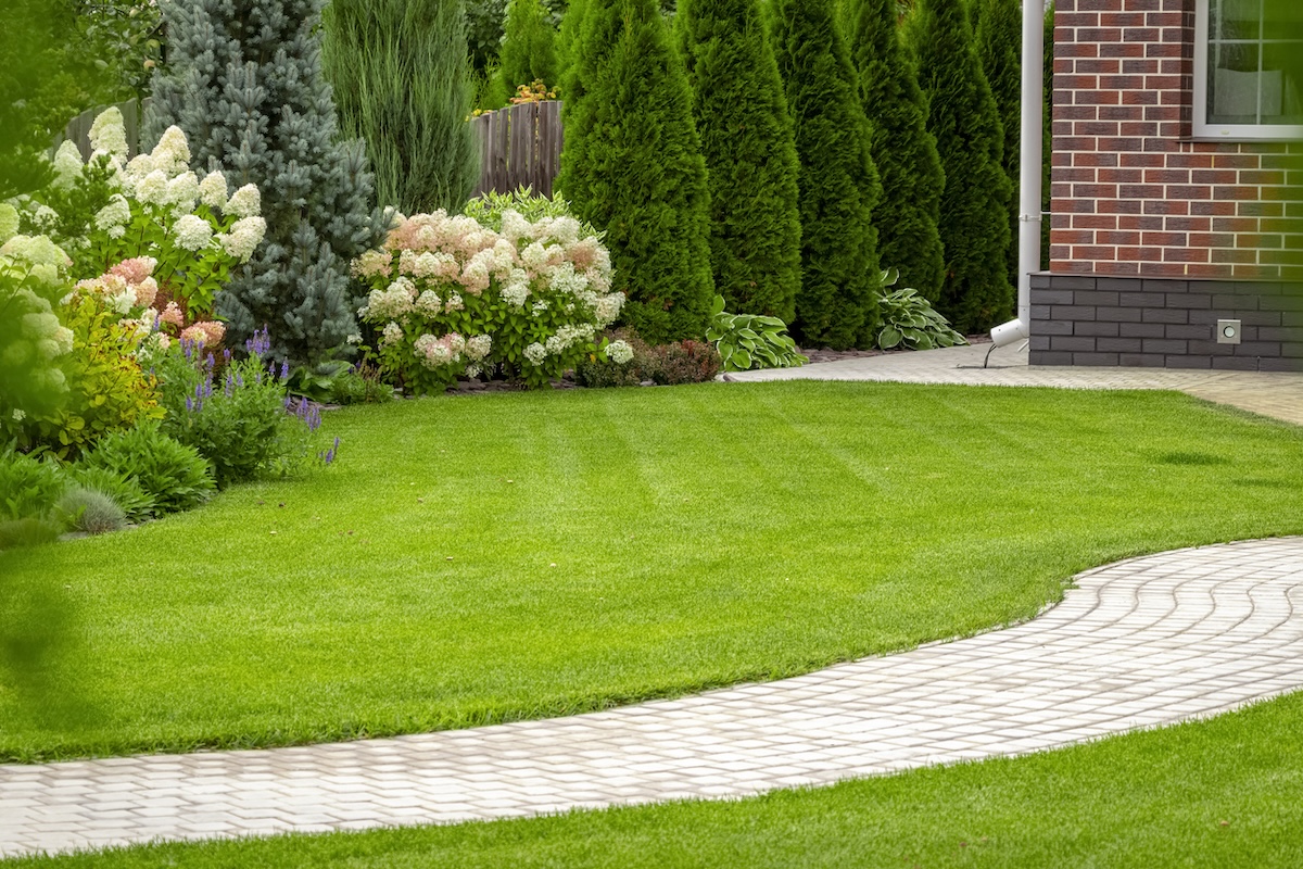 A freshly cut grass lawn divided by a winding brick walkway and bordered by flowering shrubs.
