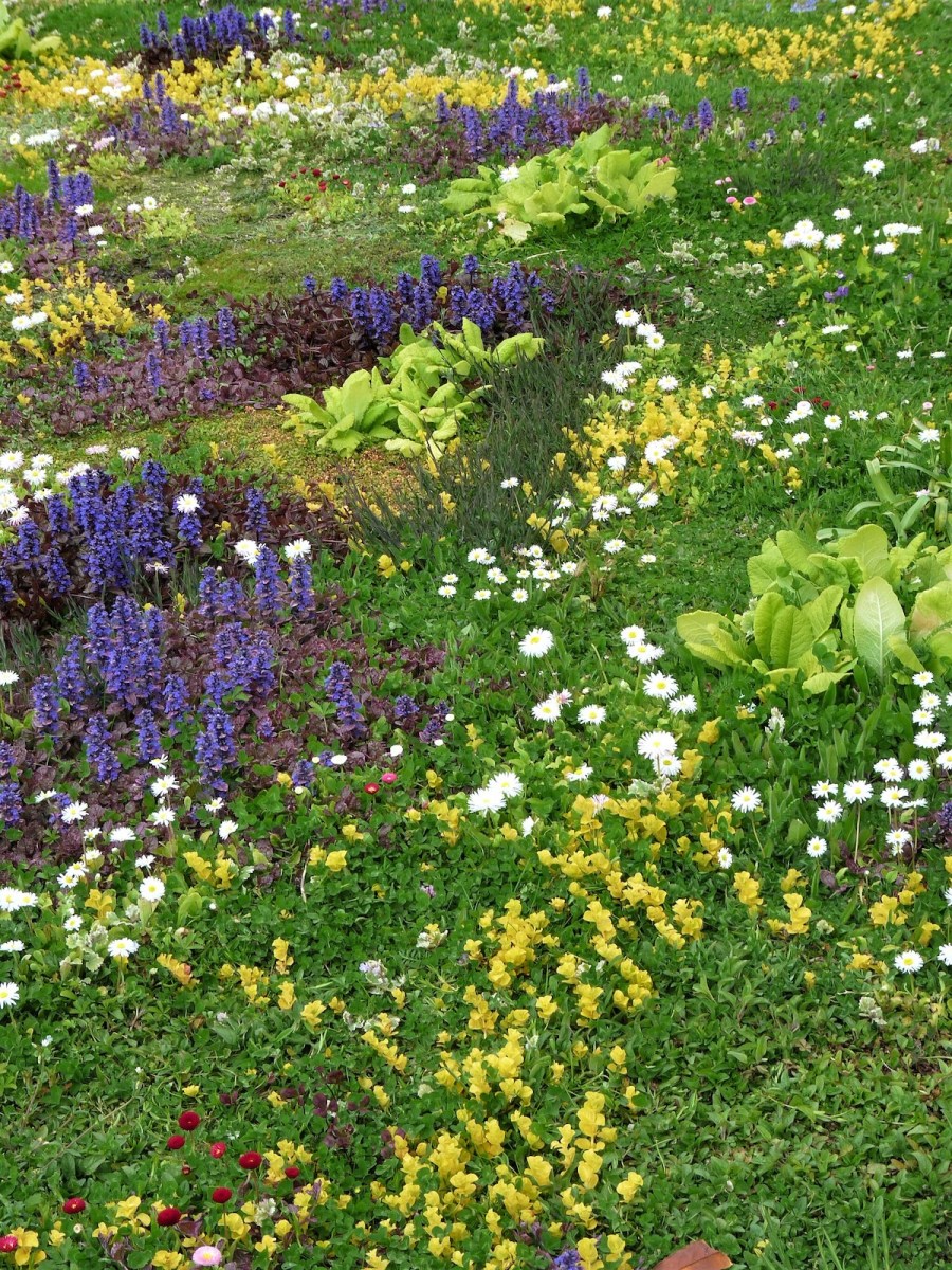A residential tapestry lawn with chamomile and other sustainable ground cover plants.