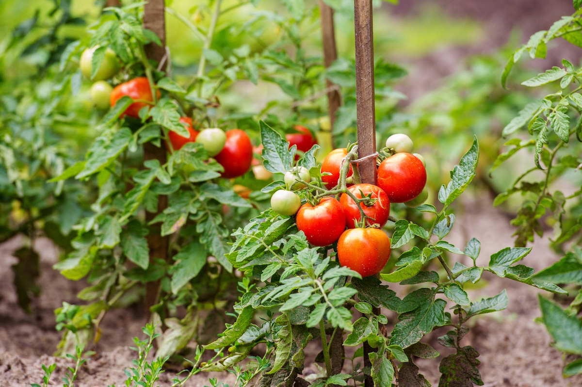 Red tomatoes growing in a garden.
