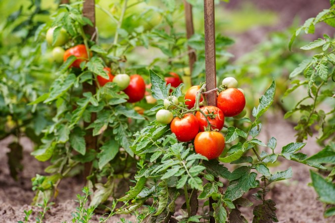 15 Companion Plants for Tomatoes—and 5 to Avoid—for Your Best Crop Yet