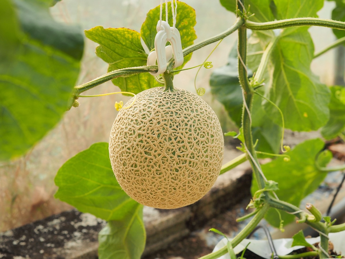 Young cantaloupe melon growing on a vine.