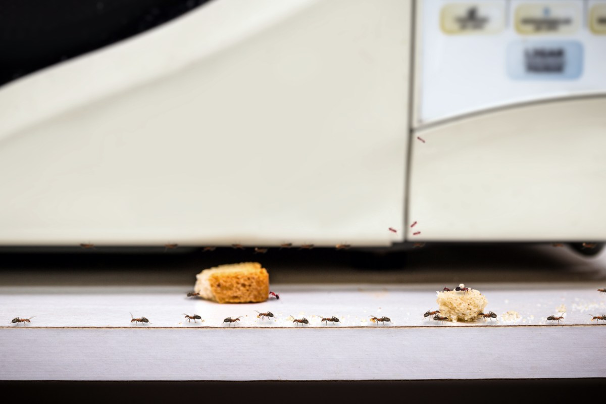 A line of small carpenter ants walk along a kitchen counter to eat and collect pieces of croutons left out in front of a microwave.