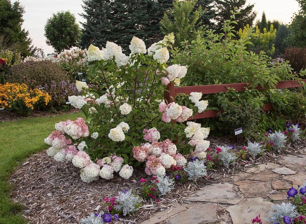 Gifts for People Who Wish They Had a Green Thumb Option Vanilla Strawberry Panicle Hydrangea