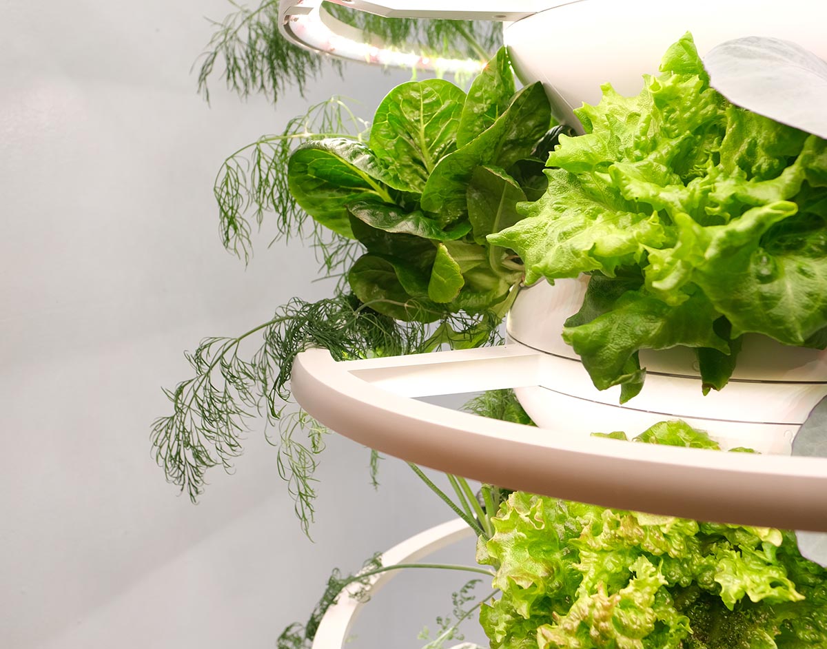 2024 Review The Lettuce Grow Farmstand Hydroponic System