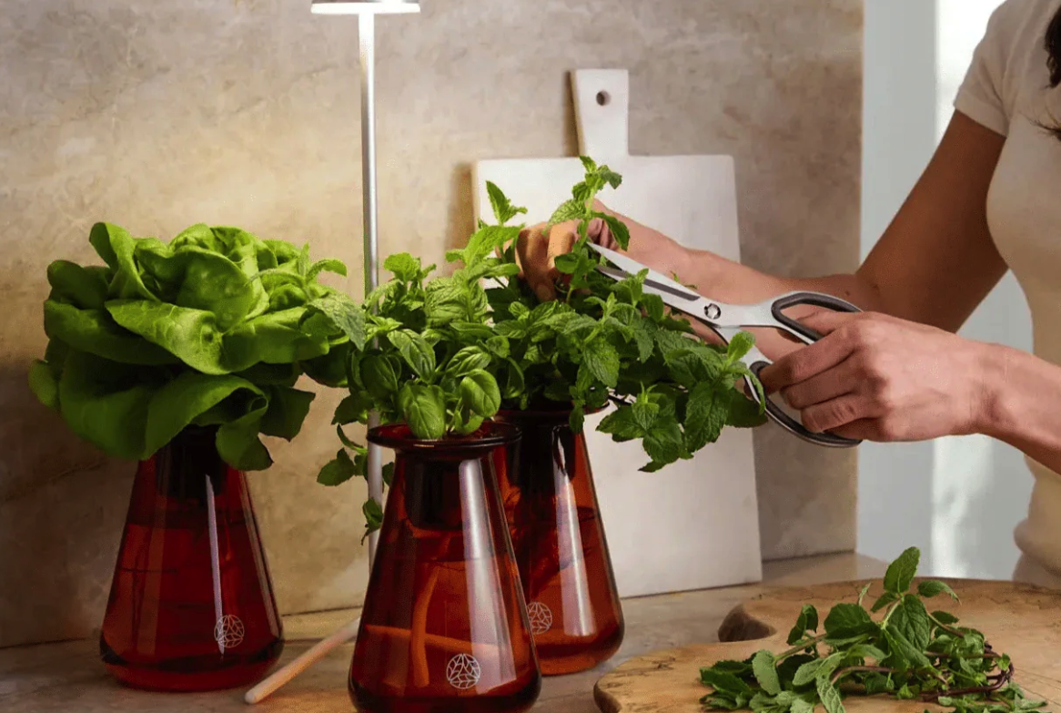 A person pruning herbs from the lettuce grow counterstand