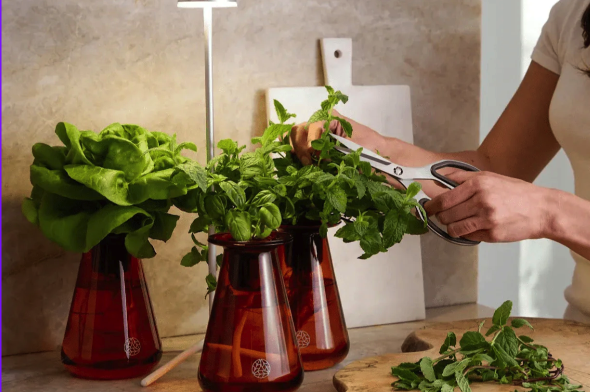 A person pruning herbs from the lettuce grow counterstand