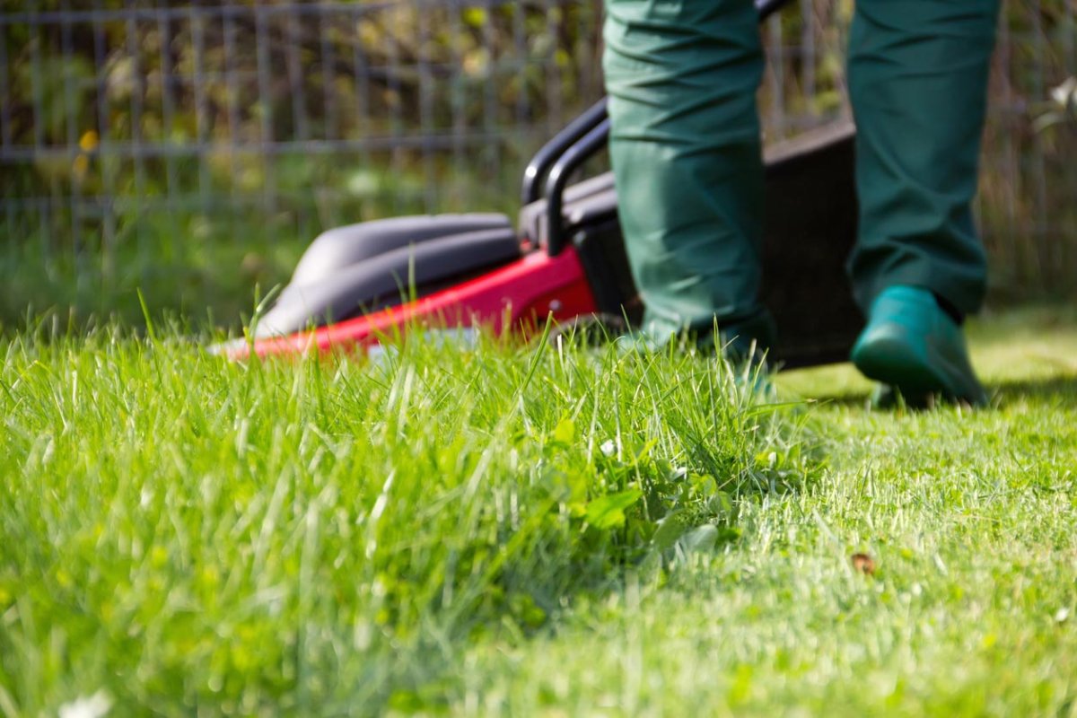 A close up of mowed grass next to overgrown grass. 