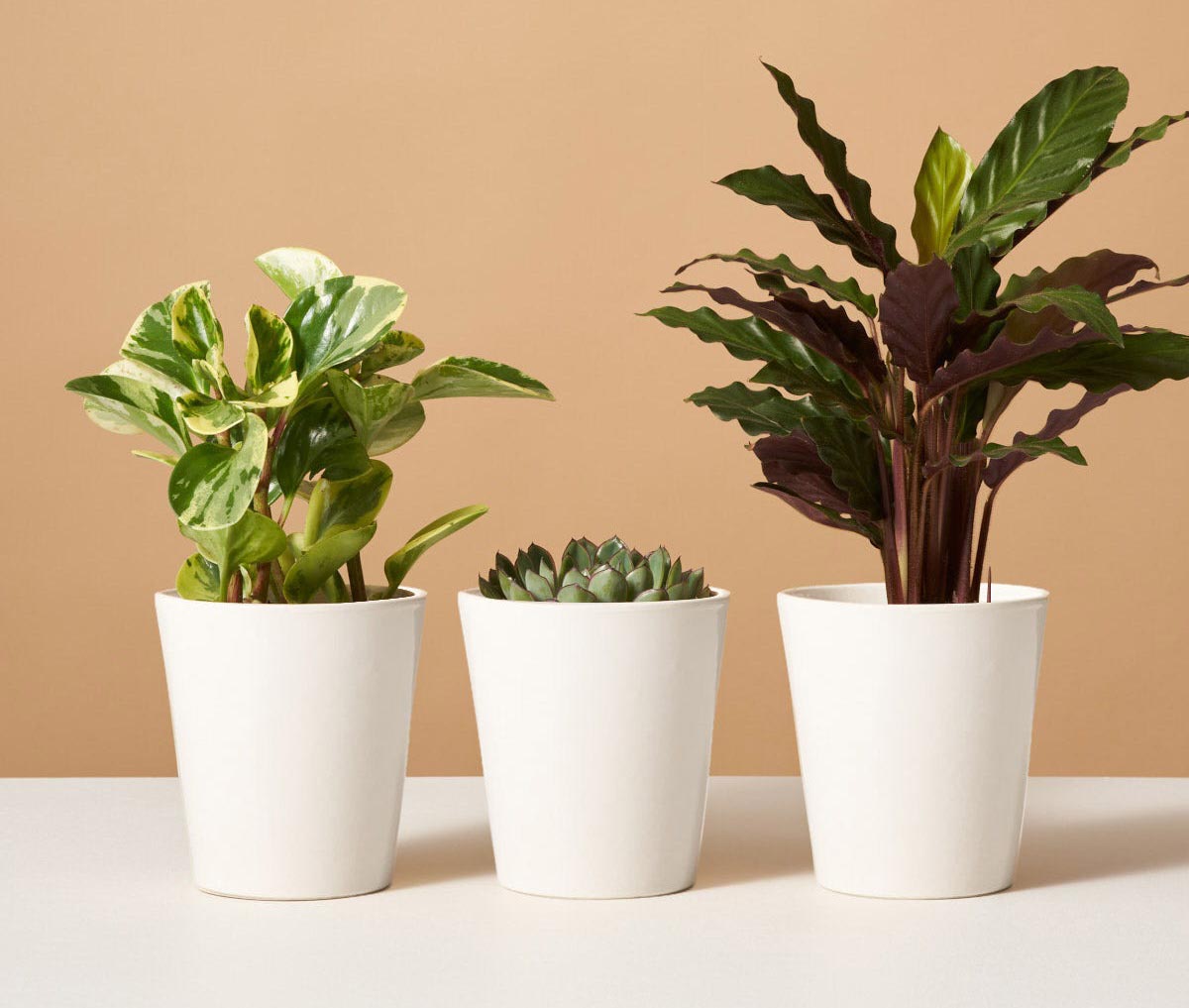 The Best Mother’s Day Gifts Option The Sill Plant Subscription