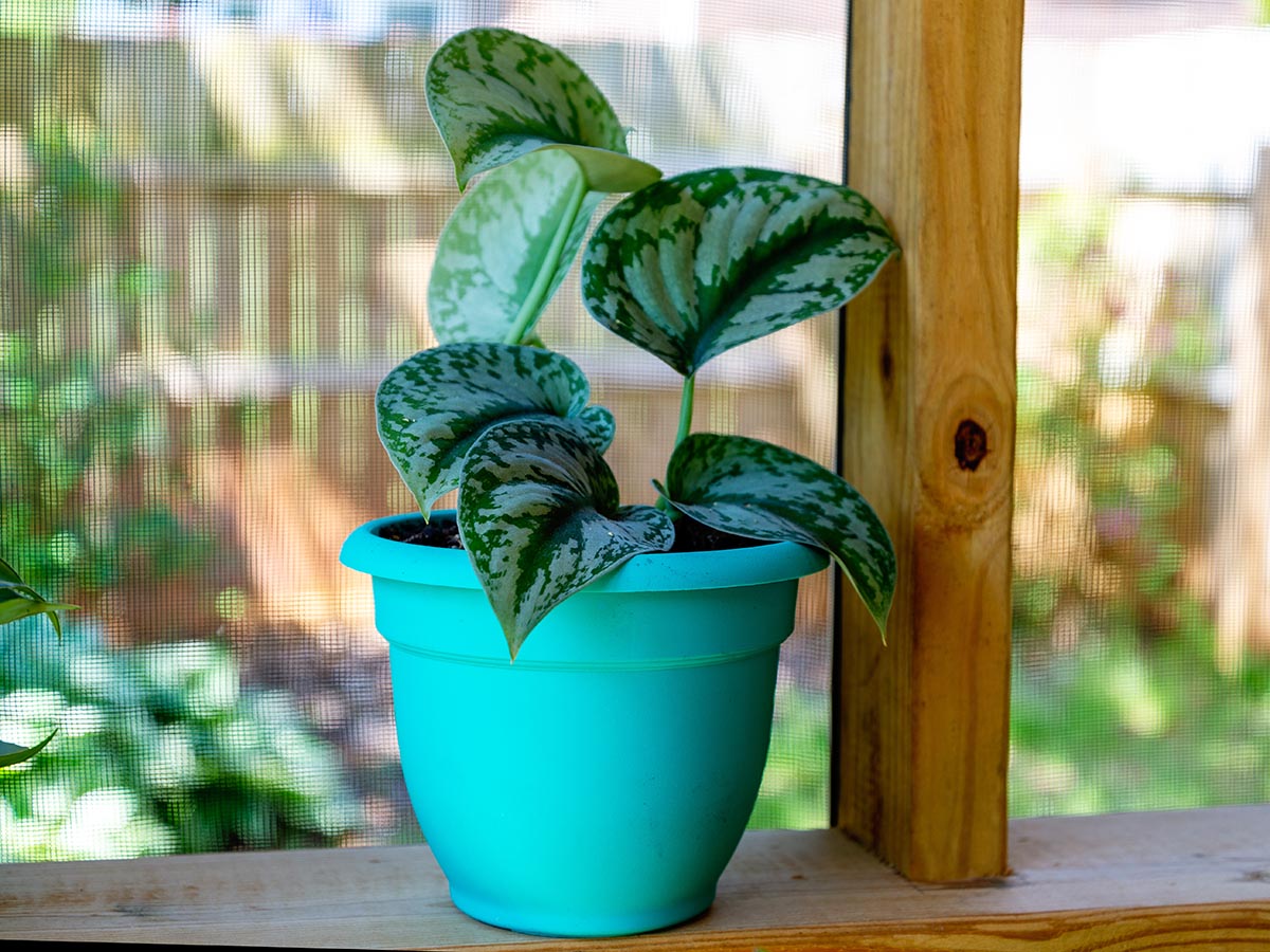 The Best Self-Watering Planter Options