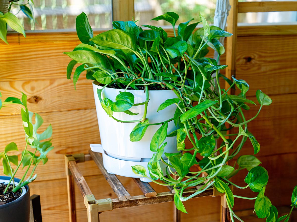 The HBServices USA Self-Watering Self-Aerating Plant Pot growing a beautiful plant in a porch.