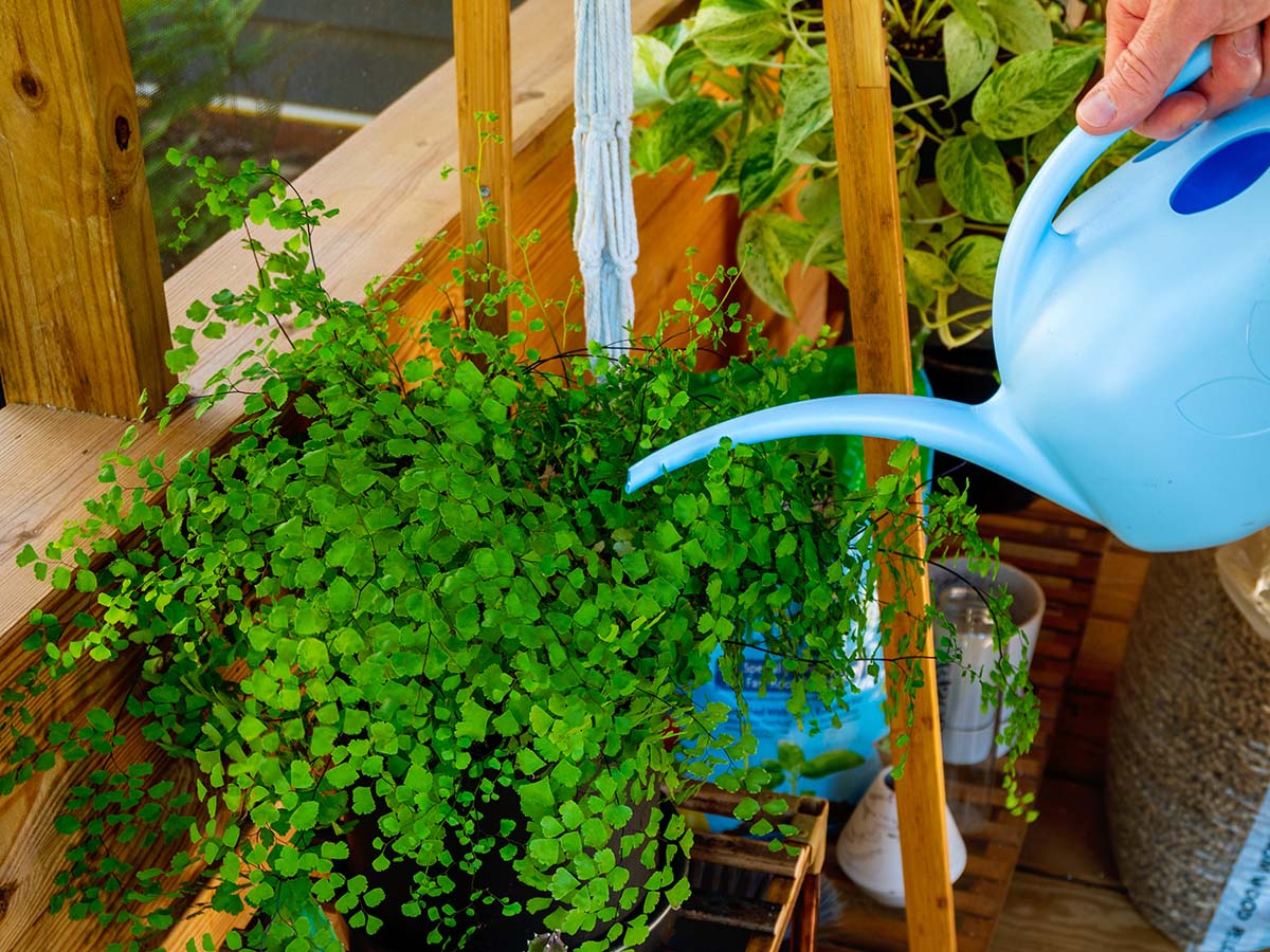 A person using the The Novelty Manufacturing Co. Watering Can to water a porch plant during testing.
