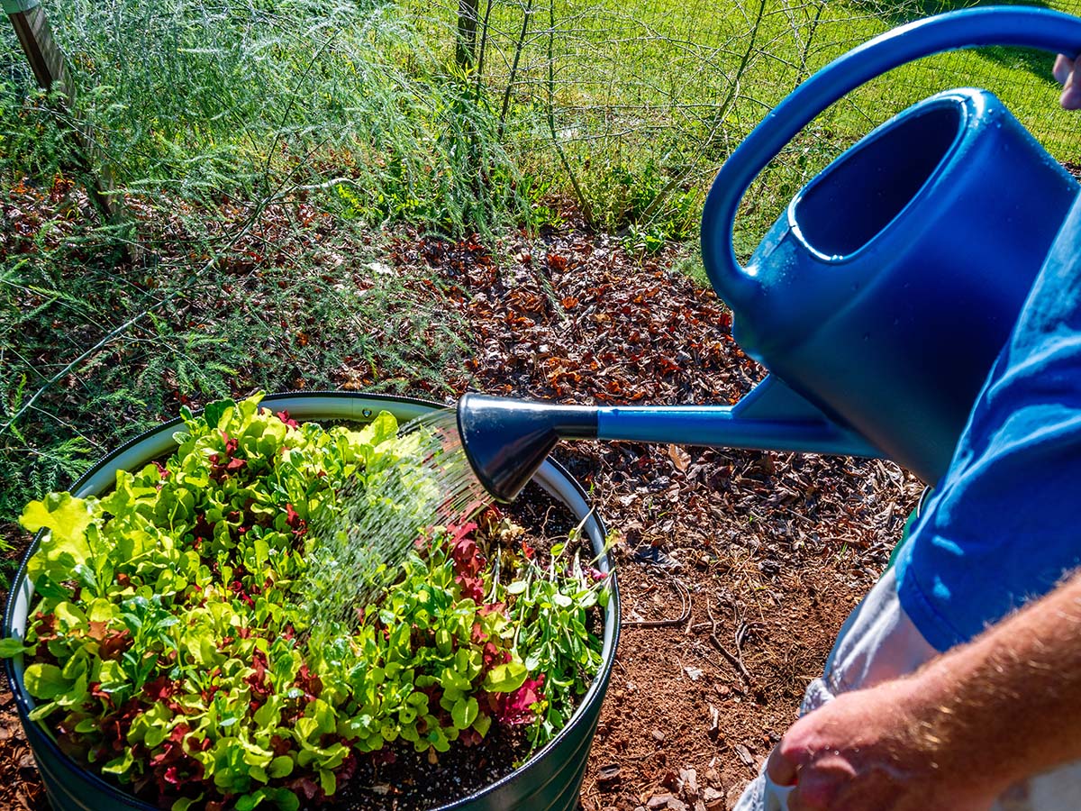 A person using the Gardener’s Supply Company French Blue Watering Can to water a raised bed planter during testing.