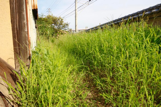 Dealing With Your Neighbor’s Weeds: Lawn Care Nightmare, Or Annoying Eyesore?
