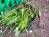 A close up of plants in a pot on the ground. 