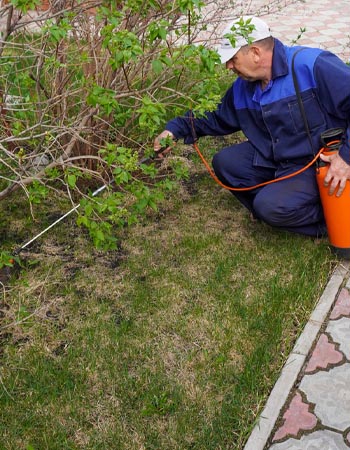 A man sprays a solution on a lawn. 