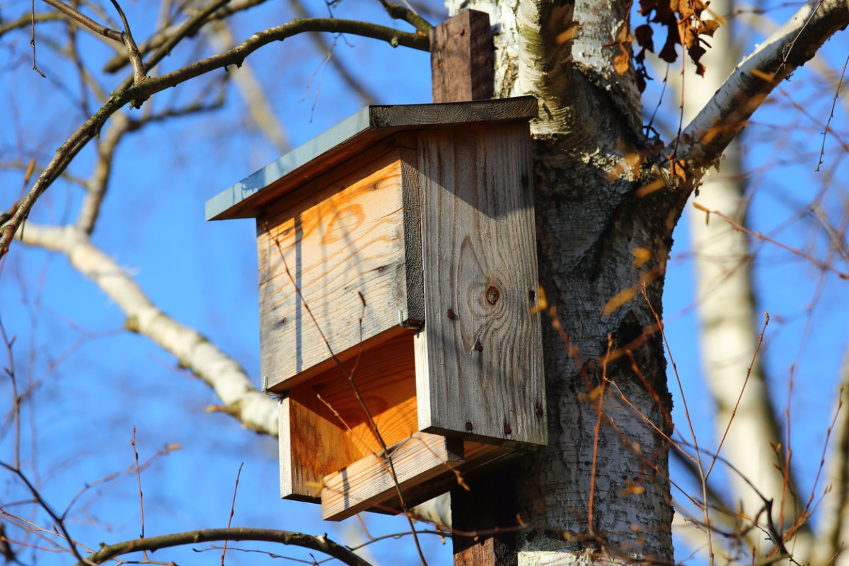 A wooden bat house attached to a tree trunk.