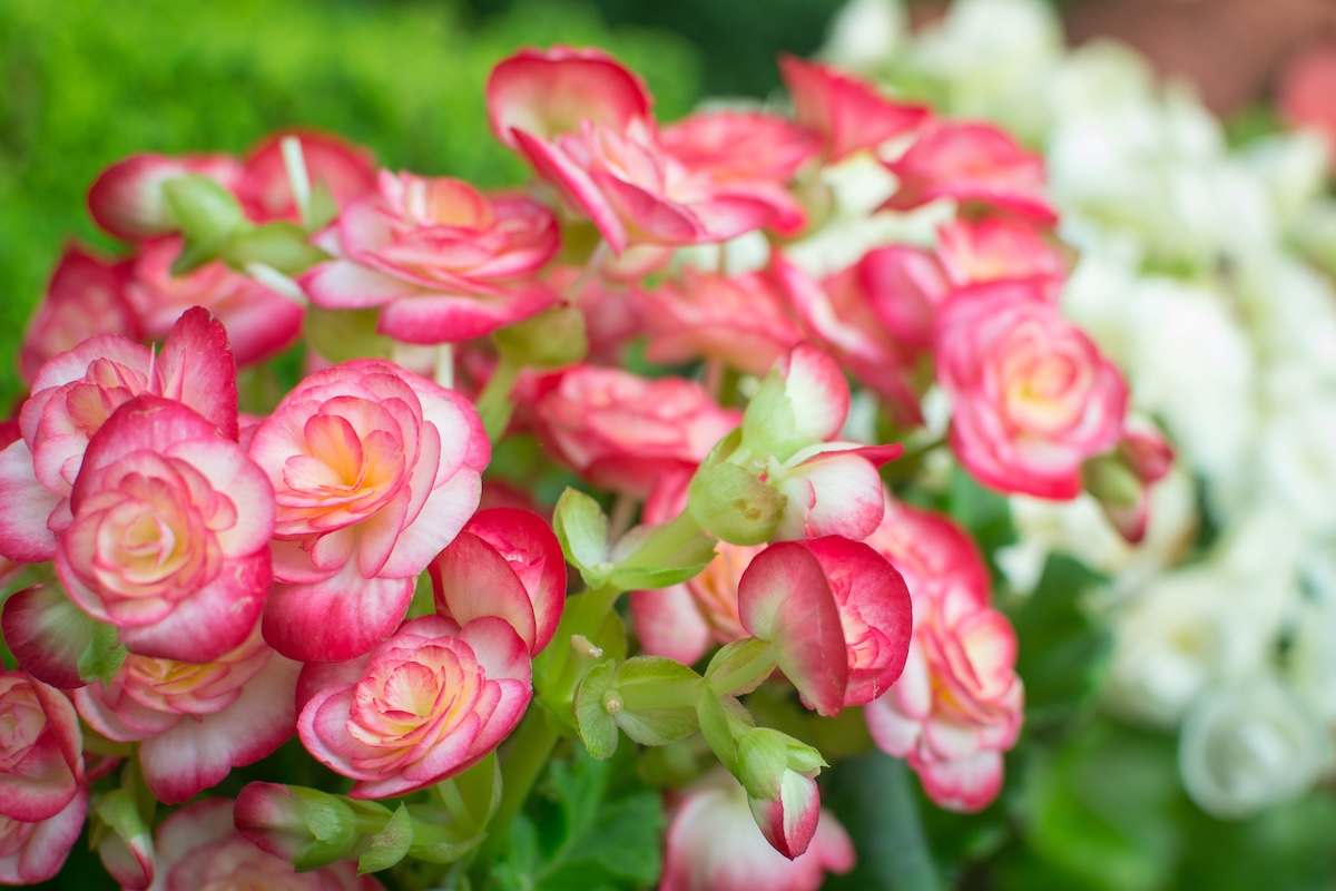 Close up of begonia flowers in the garden.