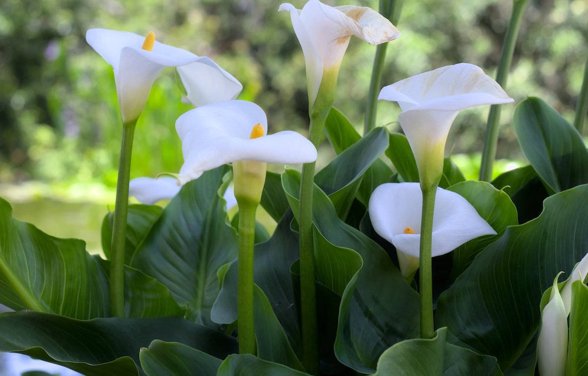Calla lily (Zantedeschia) flowers in the garden.