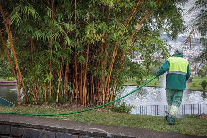 How Much Does Bamboo Removal Cost in 2024?