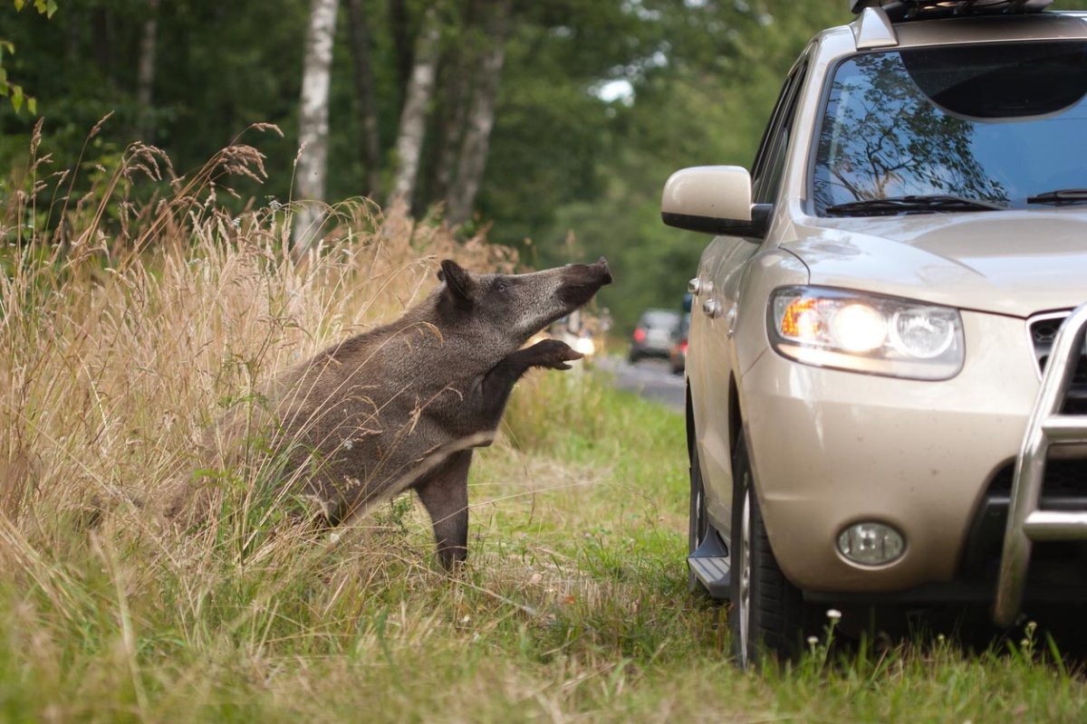 A wild hog next to a parked car in the woods. 