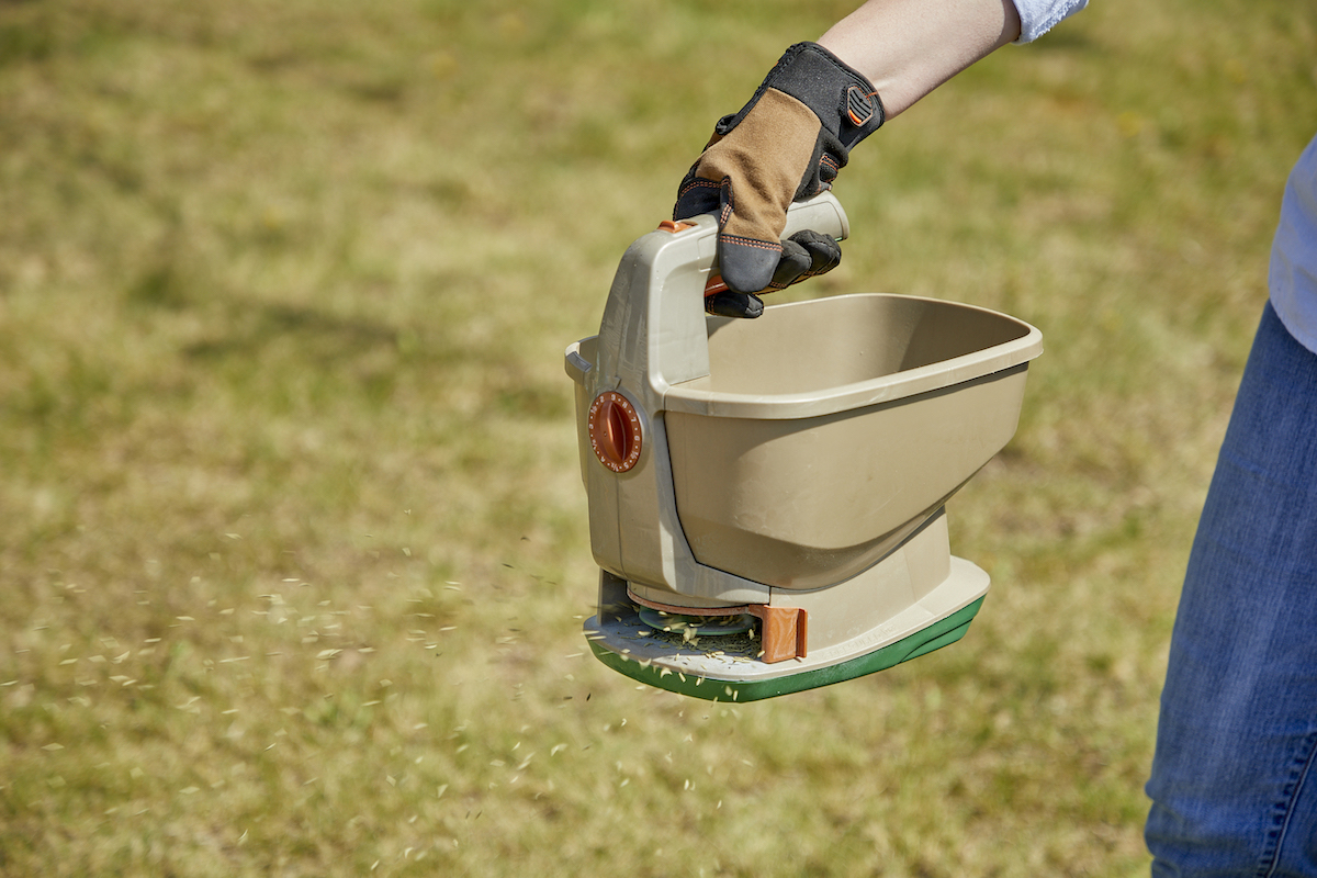 Woman uses a handheld spreader to distribute grass seed on her lawn.