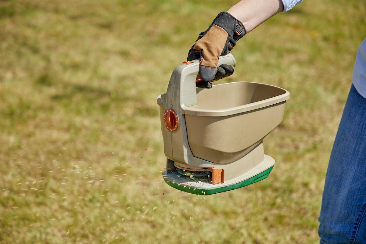 Woman uses a handheld spreader to distribute grass seed on her lawn.