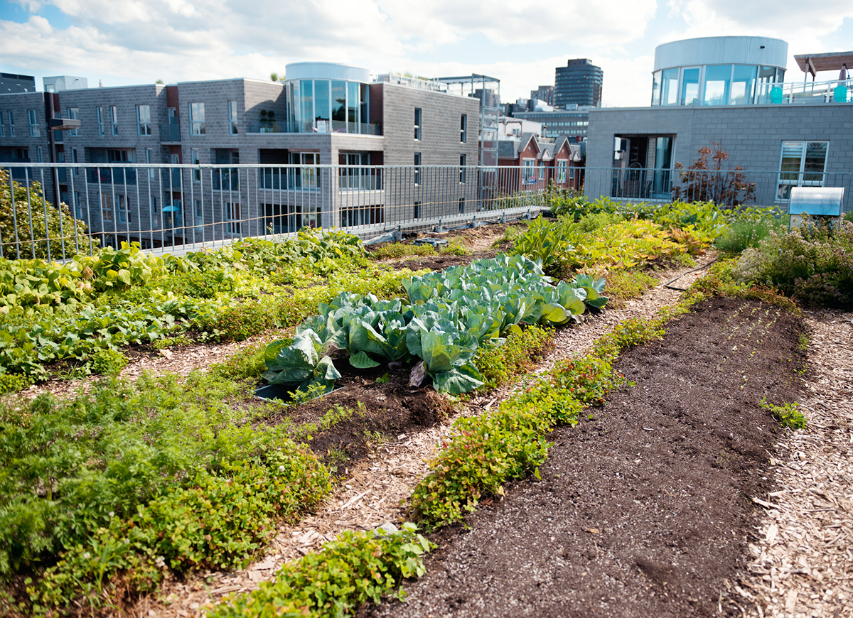 A thriving vegetable garden on a residential building rooftop in a city.