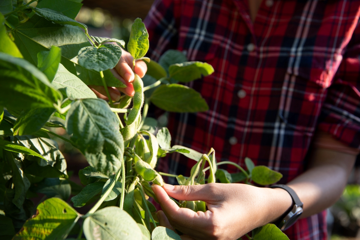 A gardener in a red flannel is harvesting edamame from a plant.