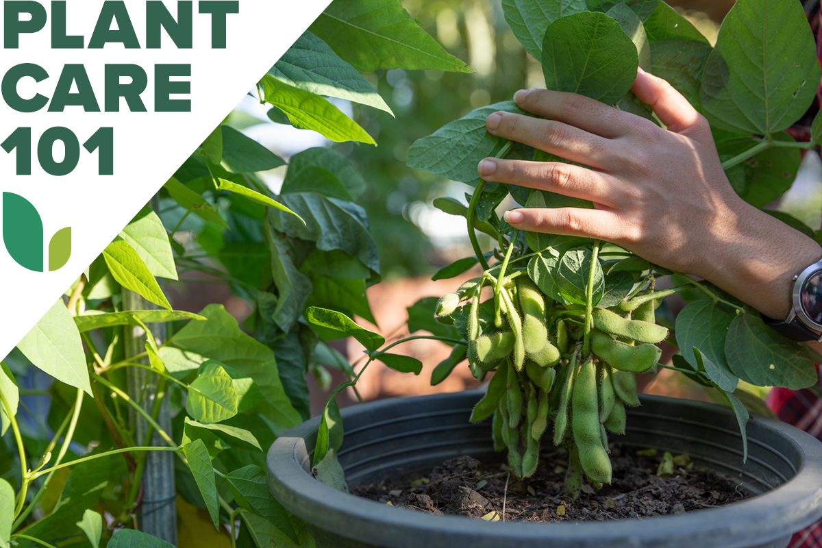 A person holding an edamame plant in a home garden with a graphic overlay that says Plant Care 101.
