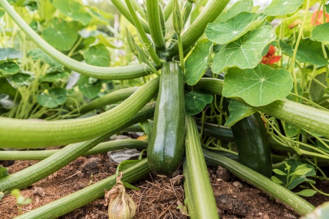 15 Companion Plants for Zucchini—and 5 to Keep Separate—for the Ultimate Summer Harvest