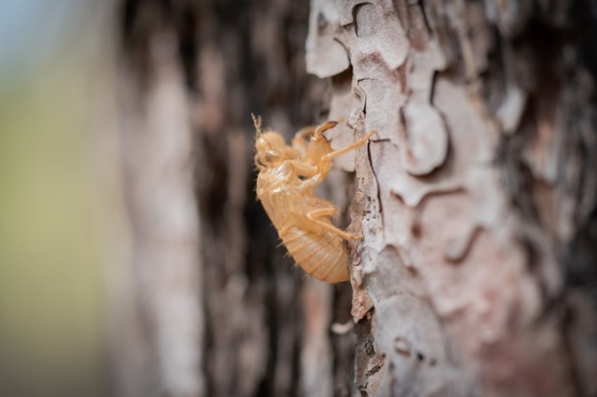 Are Cicada Exoskeletons Good for the Garden? 