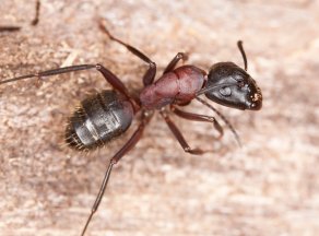 A single carpenter ant is characterized by black and dark red coloring.