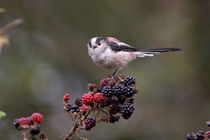 12 Ways to Keep Birds from Eating Your Garden Berries
