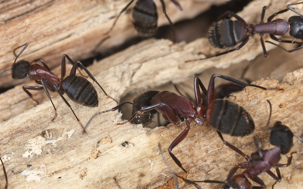 Preventing Carpenter Ants: Tips for Protecting Your Overland Park Home