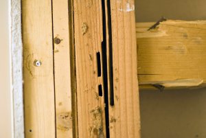 Carpenter ant frass on damaged wood inside of a bathroom wall indicate an infestation.