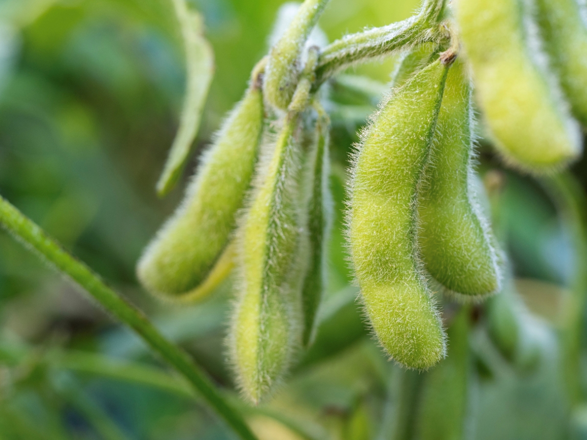 Fuzzy edamame pods hanging from the the plant.