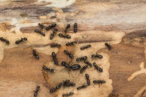 A group of carpenter ants crawl around on a wooden surface.