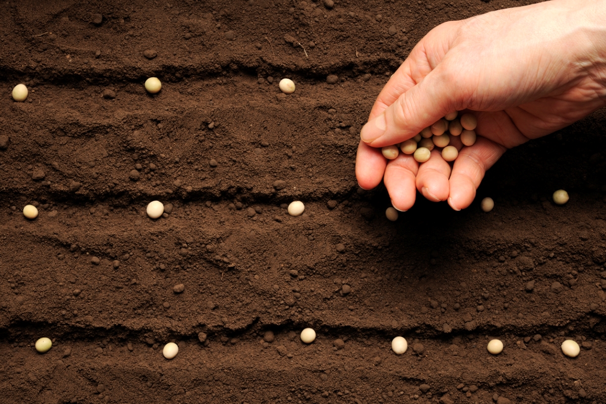 A hand full of round seeds are being planted in organized rows in fertile soil.